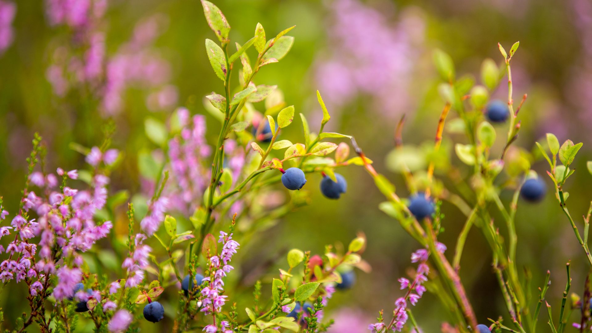 Blueberries growing in the wild