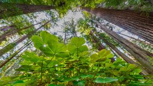 生机盎然的酢浆草和红杉树，美国大草原溪红杉州立公园 (© Jack Dykinga/Minden Pictures)(Bing China)