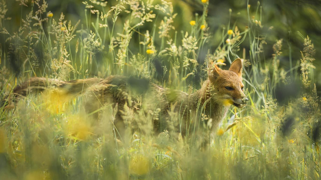 Pampas fox in Santa Catarina, Brazil