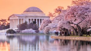 The Jefferson Memorial during the Cherry Blossom Festival, Washington, DC (© f11photo/Shutterstock)(Bing United States)