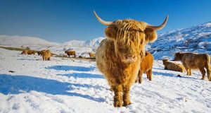 Highland cattle the Kentmere fells of Ill Bell and Yoke in the Lake district, England -- Ashley Cooper/Getty Images &copy; (Bing United Kingdom)