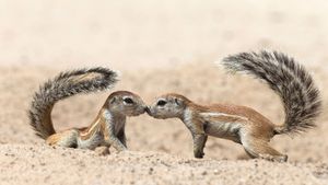 Écureuils terrestres se saluant, dans le parc transfrontalier de Kgalagadi, Cap-Nord, Afrique du Sud (© Ann and Steve Toon/Minden Pictures)(Bing France)