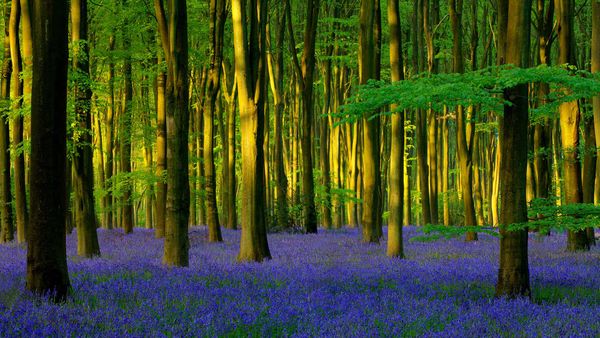 Bluebells in Micheldever Wood, Hampshire, England