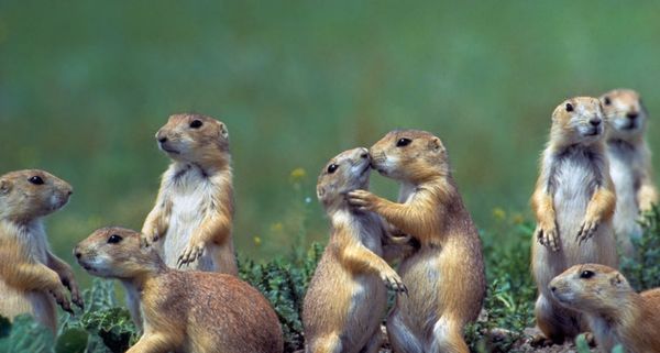 Young black-tailed prairie dogs (Cynomys ludovicianus), Montana, USA