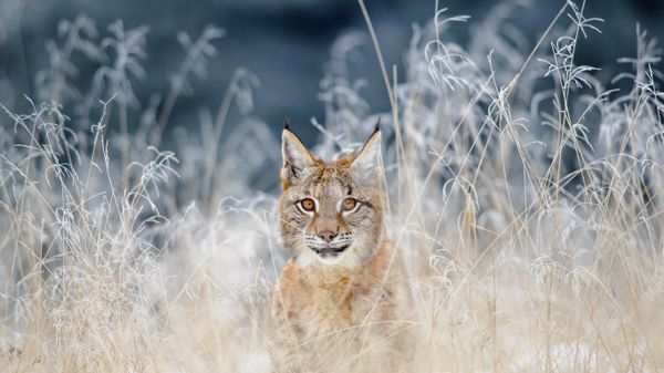 Eurasian lynx in the Bohemian-Moravian Highlands of the Czech Republic