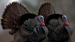 Wild turkeys, New York (© John Cancalosi/Alamy)(Bing United States)