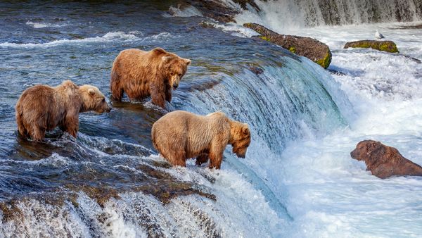 Orsi bruni che pescano salmoni alle cascate Brooks, Parco nazionale di Katmai, Alaska, Stati Uniti