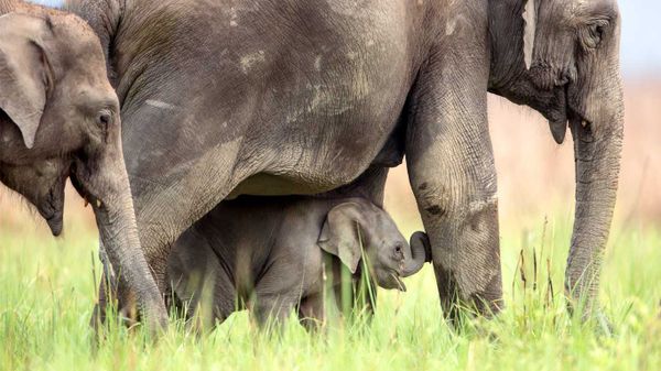 Asian elephants at Jim Corbett National Park, India