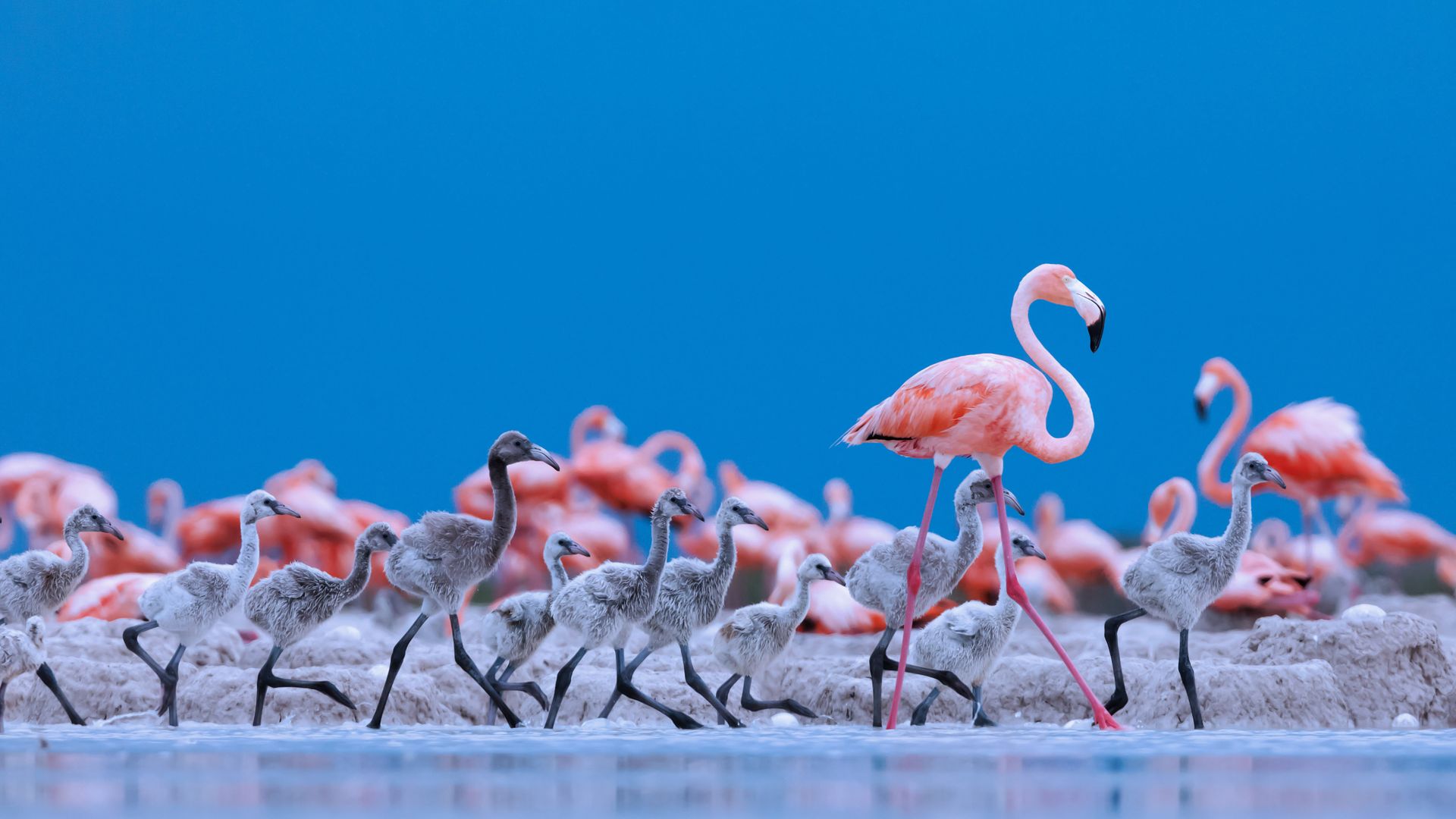 Caribbean flamingos, Ría Lagartos Biosphere Reserve, Yucatán Peninsula, Mexico