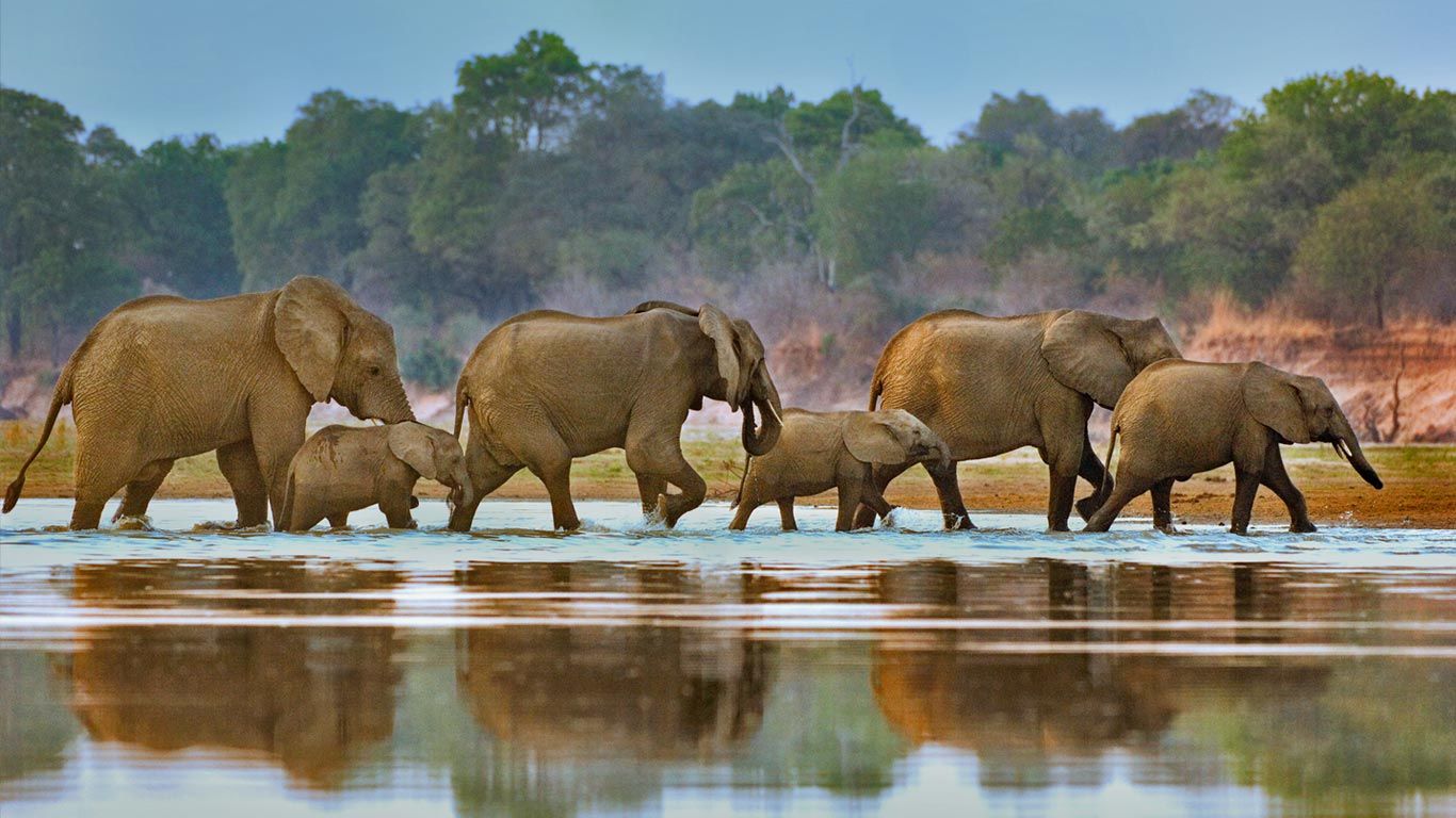 Elephants crossing Luangwa River, Zambia