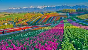 Shikisai no Oka flower gardens in Biei, Japan (© Tanya Jones/Shutterstock)(Bing New Zealand)