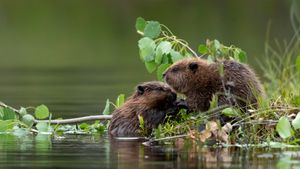 Baby Eurasian beavers, Finland (© Danny Green/Minden Pictures)(Bing United States)