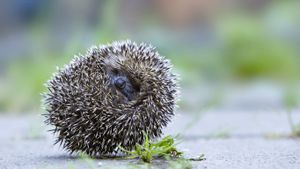 Brown-breasted hedgehog (© Bruno Mathieu/Minden Pictures)(Bing New Zealand)