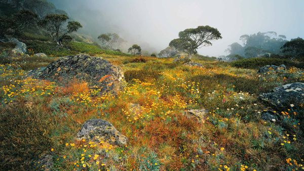 Wildflowers in the mist on Mount Howitt in Alpine National Park, Victoria, Australia