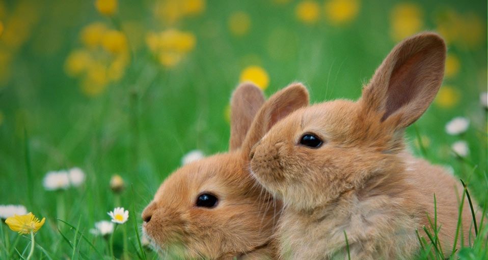 Zwei kleine Hasen sitzen in einer Blumenwiese