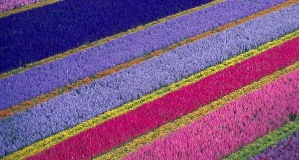 FlowerFarm