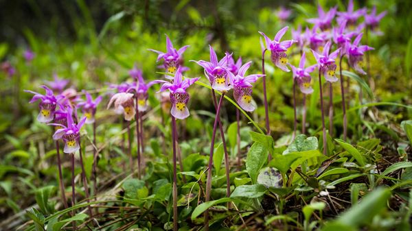 Calypso orchids, Banff National Park, Alberta, Canada