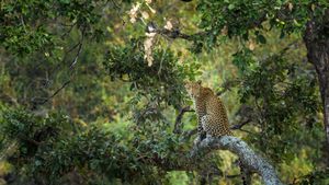 Léopard perché sur un arbre, Parc national Kruger, Afrique du Sud (© Tonino De Marco/Minden Pictures)(Bing France)