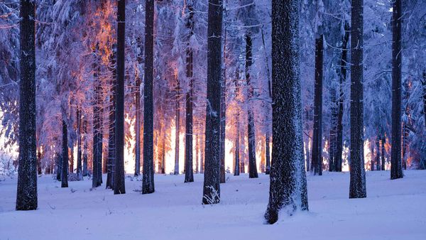 Snowy Norway spruce forest at sunset, Thuringia, Germany