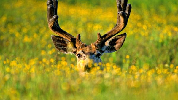 Mule deer buck in Jasper National Park, Alberta, Canada