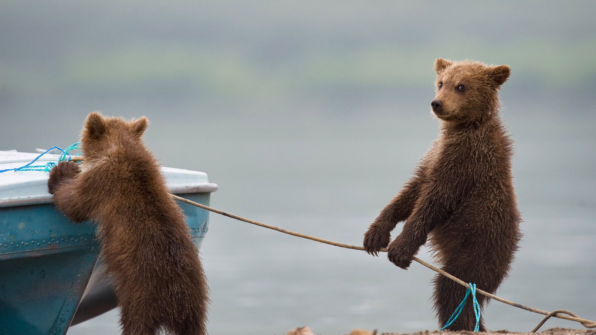 Bear cubs playing by a lake