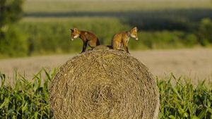 Young red foxes on a hay bale, Vosges, France (© Fabrice Cahez/Minden Pictures)(Bing New Zealand)