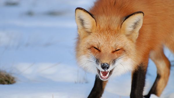 Fox in Îles-de-Boucherville National Park near Montreal, Canada