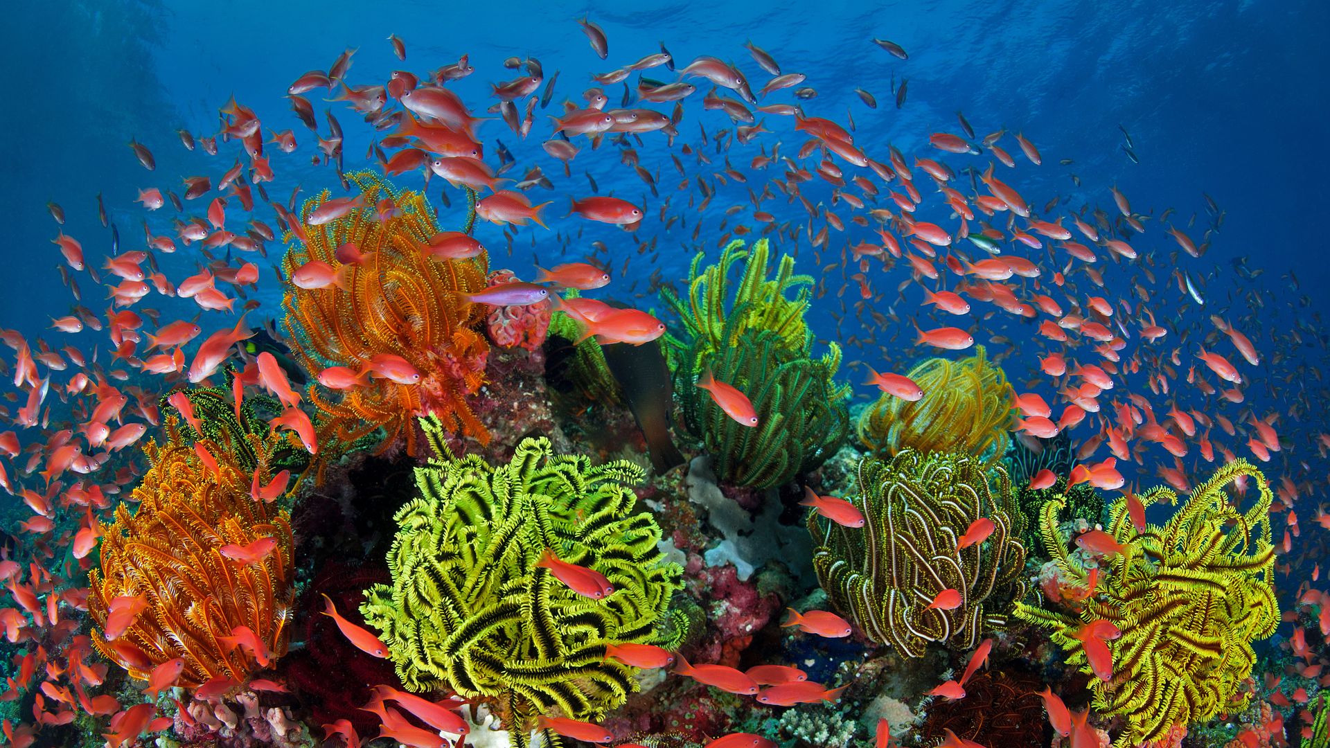 Sea goldies, Great Barrier Reef, Queensland, Australia