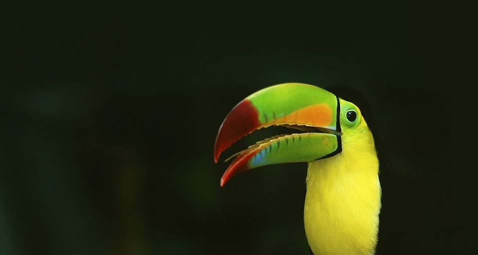 Keelbilled toucan in a rainforest  in central Mexico