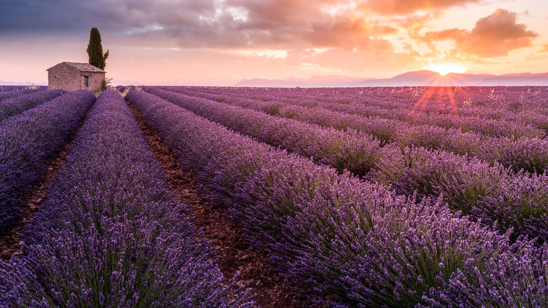 Champ de lavande sur le plateau de Valensole au lever du jour, Alpes-de-Haute-Provence