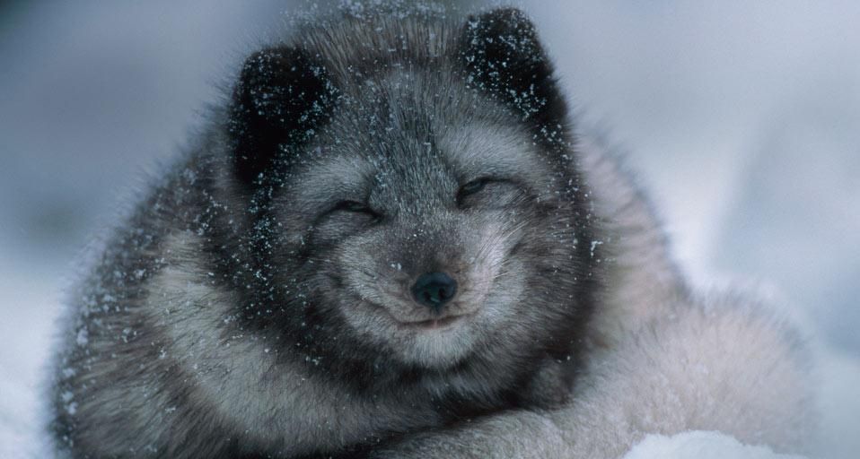 PolarFoxCub