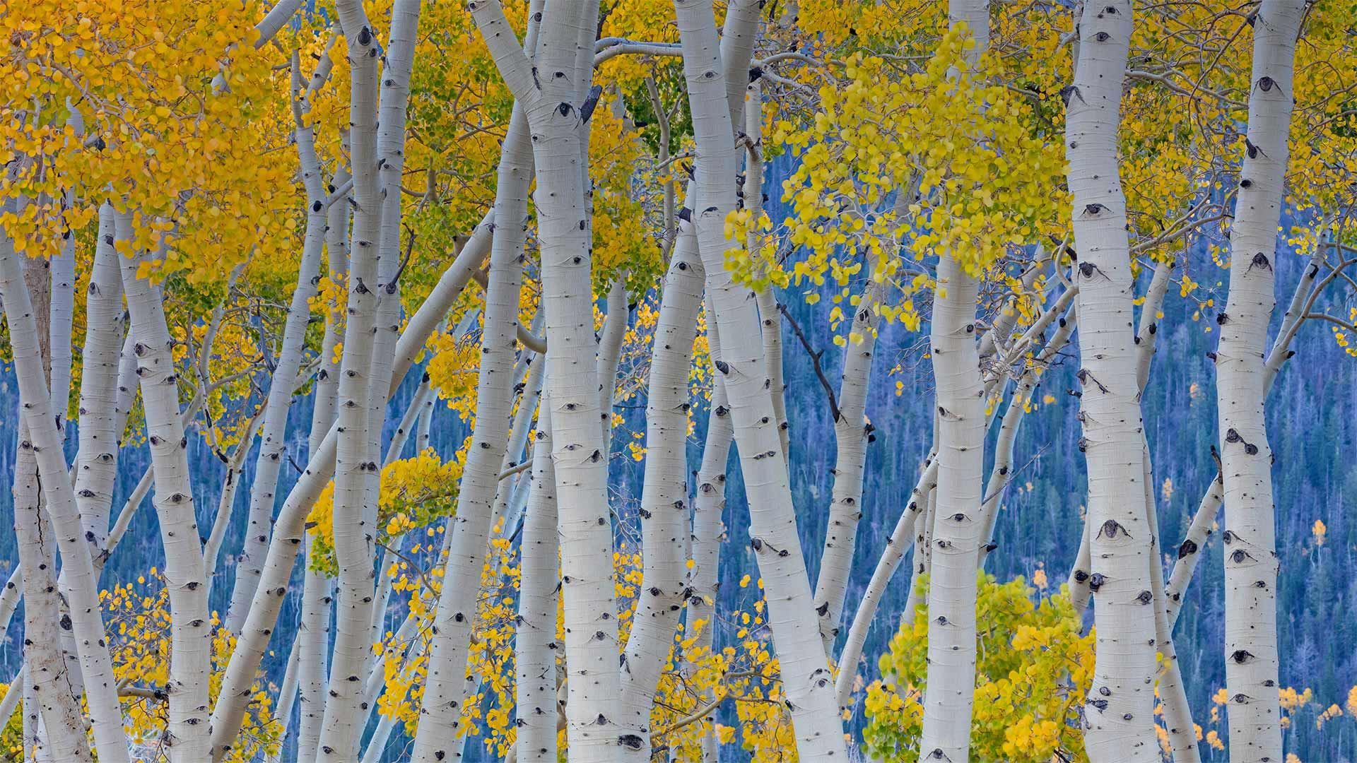 The Pando, Fishlake National Forest, Utah, USA