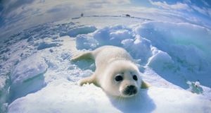 Baby seal lying on ice --  MIXA Co. Ltd./Photolibrary &copy; (Bing New Zealand)