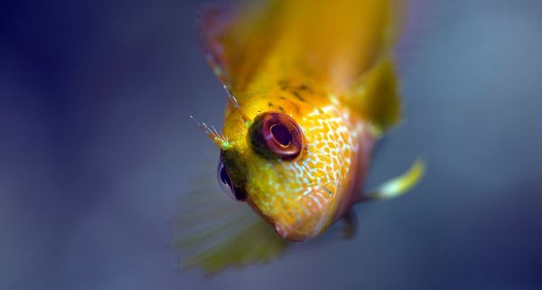 Blenny