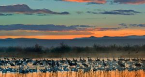 Snow geese and sandhill cranes flock in the Bosque del Apache National Wildlife Refuge near Socorro, New Mexico (© Tim Fitzharris/Corbis) &copy; (Bing United States)