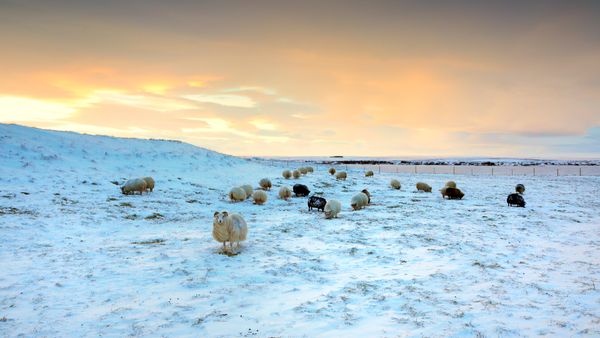 Sheep grazing in snow, Iceland