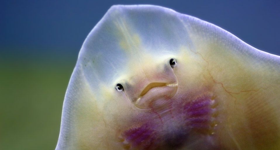 Big skate (Raja binoculata)