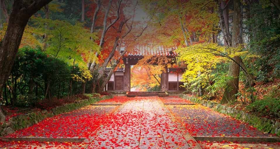 ｢光明寺の紅葉風景｣京都, 長岡京市, 光明寺