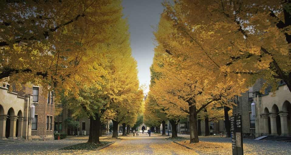 ｢東京大学のイチョウ並木｣東京, 本郷, 東京大学