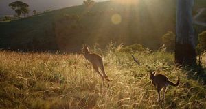 Urambi Roos/2 Kangaroos jumping over grass in the afternoon with golden yellow sun flare (© Richard Marris Photography/Flickr/Getty Images) &copy; (Bing Australia)