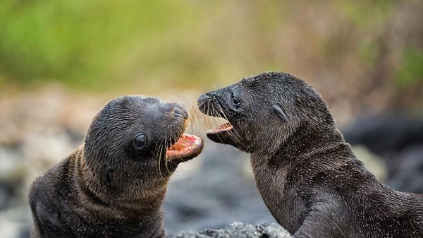 Galápagos sea lion pups on Santiago Island, Ecuador