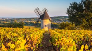 Windmühle von Sorine und Weinberge in der Weinregion Santenay, Côte de Beaune, Burgund, Frankreich (© Marco Bottigelli/Getty Images)(Bing Deutschland)