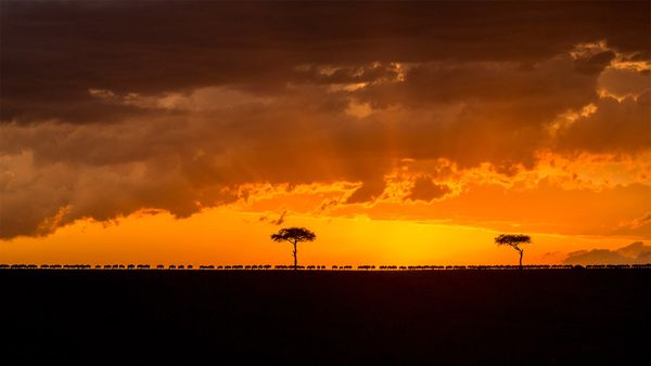Blue wildebeest herd migrating at sunset, Maasai Mara National Reserve, Kenya