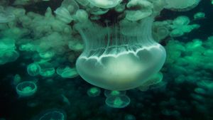 Bloom of moon jellyfish swimming at night in Prince William Sound, Alaska (© Hiroya Minakuchi/Minden Pictures)(Bing Australia)