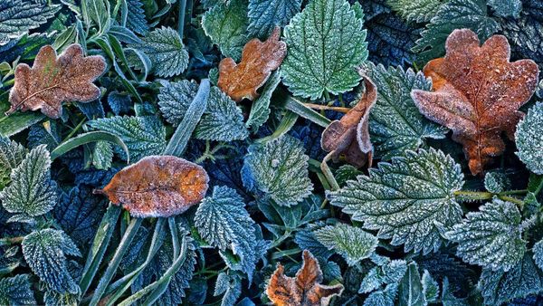 Leaves with hoarfrost in the Black Forest, Freiburg, Baden-Württemberg, Germany