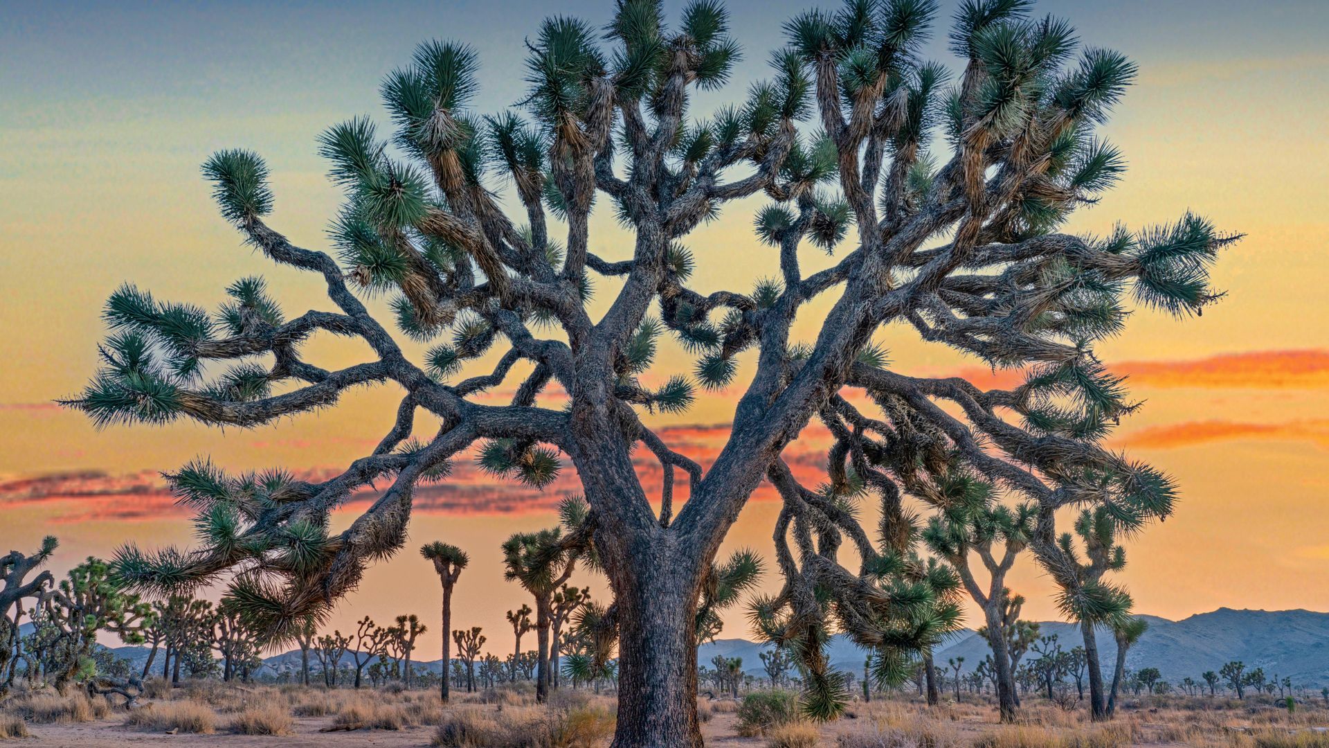 Joshua trees, Joshua Tree National Park, California, USA