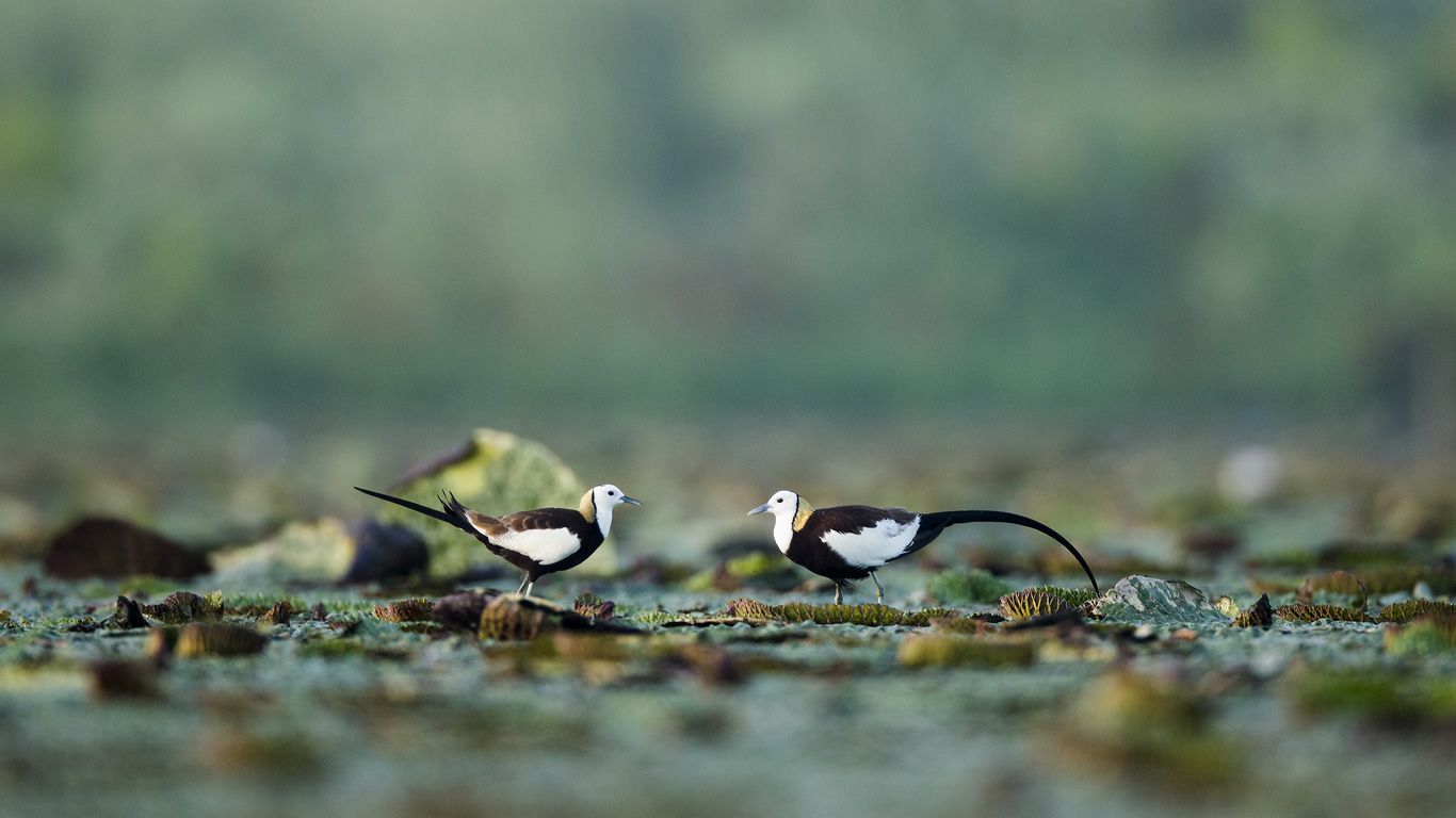 Pheasant-tailed jacanas, Chaisang District, China