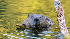 Beaver, Germany (© Andyworks/Getty Images)(Bing United Kingdom)