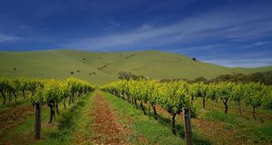 ｢バロッサバレーのワイン園｣オーストラリア, 南オーストラリア州 -- Milton Wordley/Photolibrary &copy; (Bing Japan)