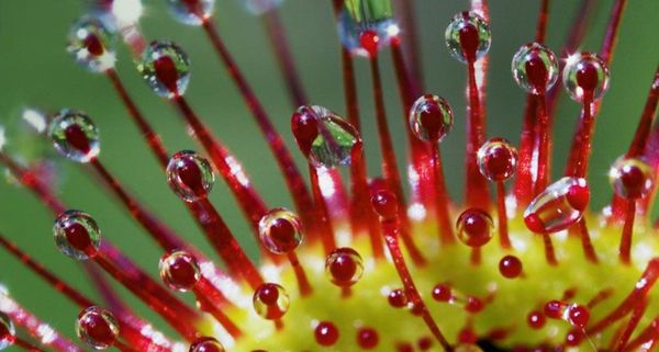 Roundleaved sundew (Drosera rotundifolia) tentacles